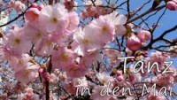 Vor ein paar Kirschblüten zeigt sich der Text "Tanz in den Mai" in weißer, geschwungener Schrift