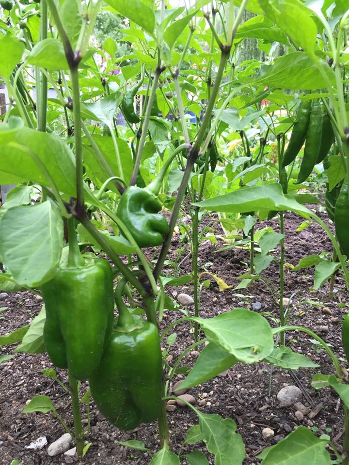 Campusgarten Paprika