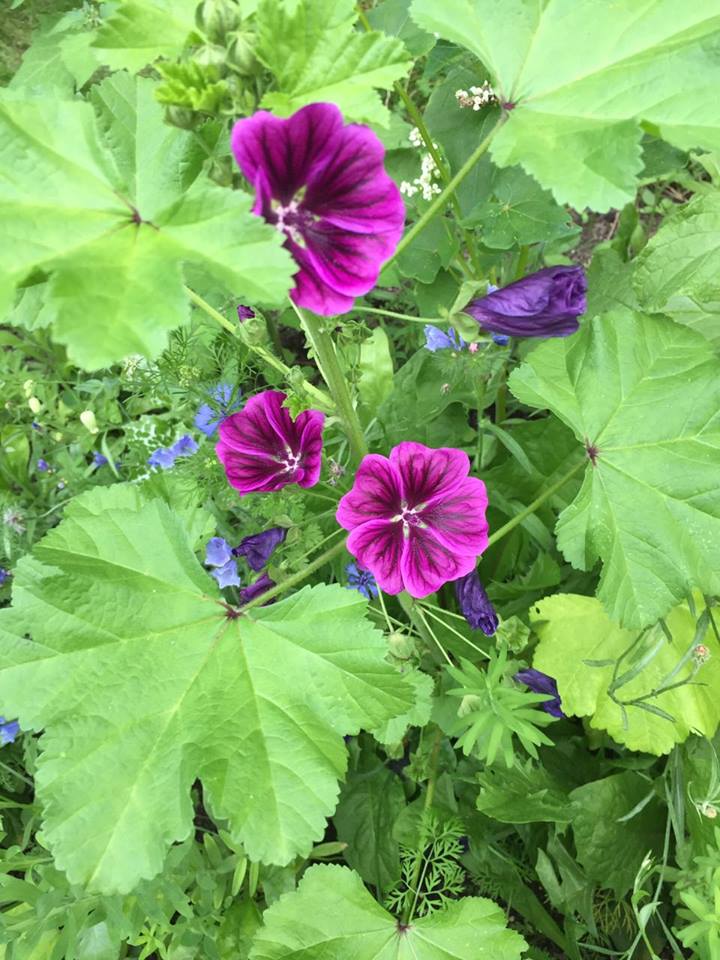 Campusgarten Wildblumen